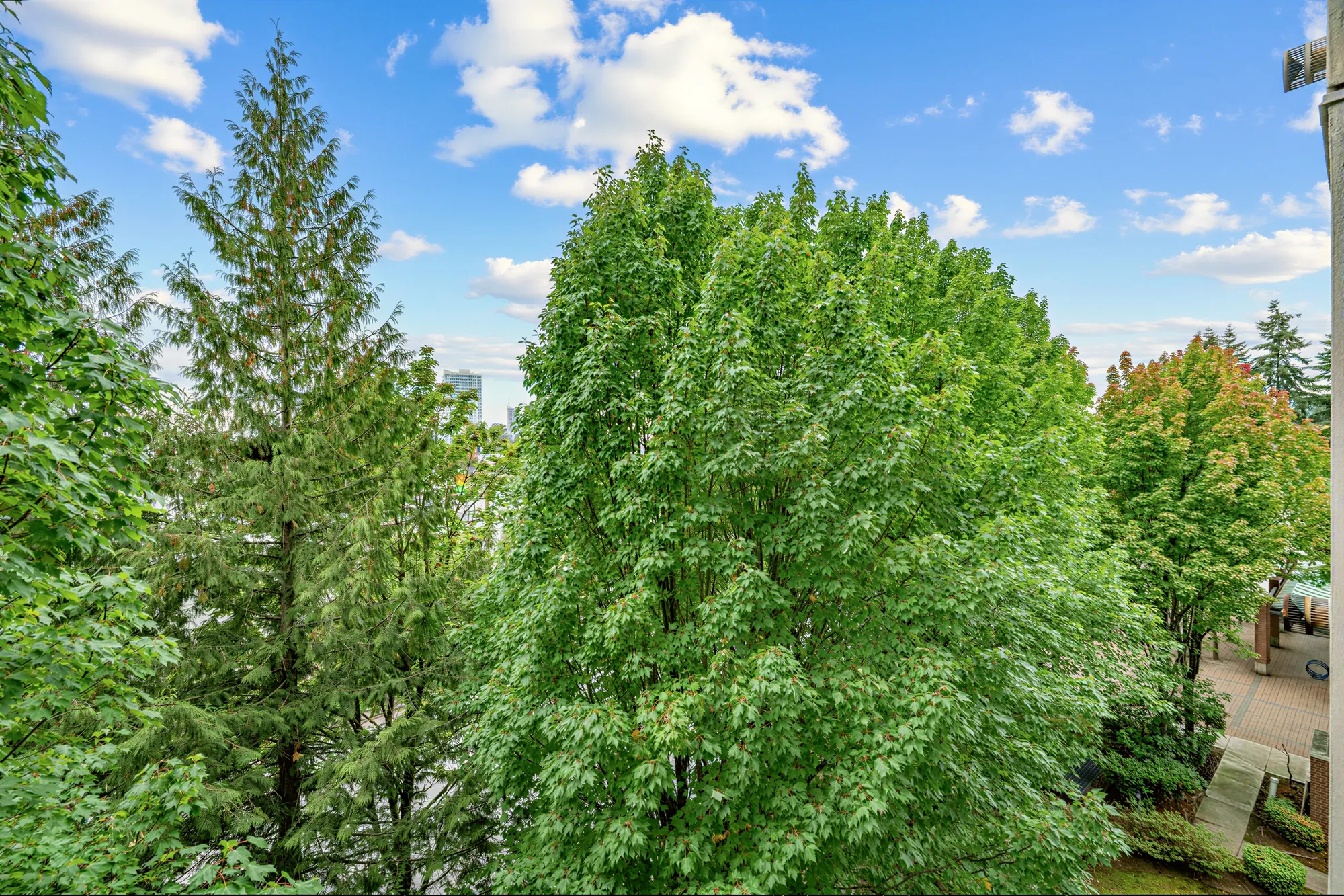 The view from the balcony over the tree canopy toward the neighbouring rooftops